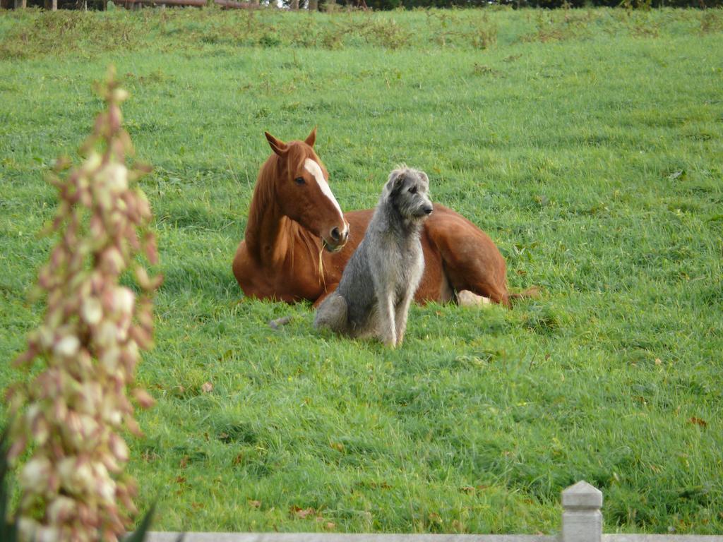 Gite De L'Etot Fossey Marchésieux المظهر الخارجي الصورة